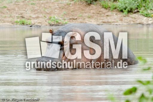 Flusspferd (104 von 104).jpg